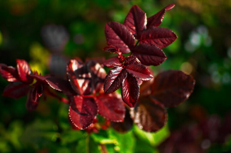 Hörgeräte-Pflege und Reinigung Anleitung